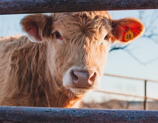 A bull looks between fence posts at the camera