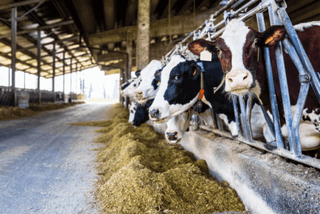 Cows feeding on caustic wheat