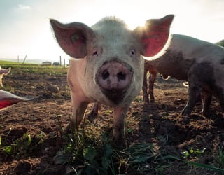 Pig, with meal pig feed, staring straight at the camera