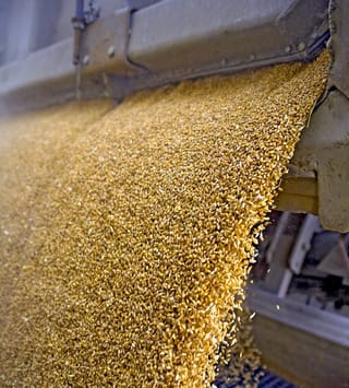 Ears of wheat in a field, close up with a shallow depth of field