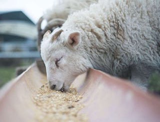 Sheep feeding on general ruminant feed from a trough