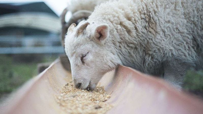 Sheep feeding from a trough