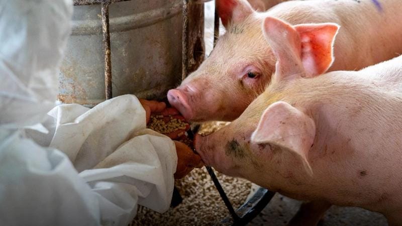 Pigs are hand fed with specialist pig feed