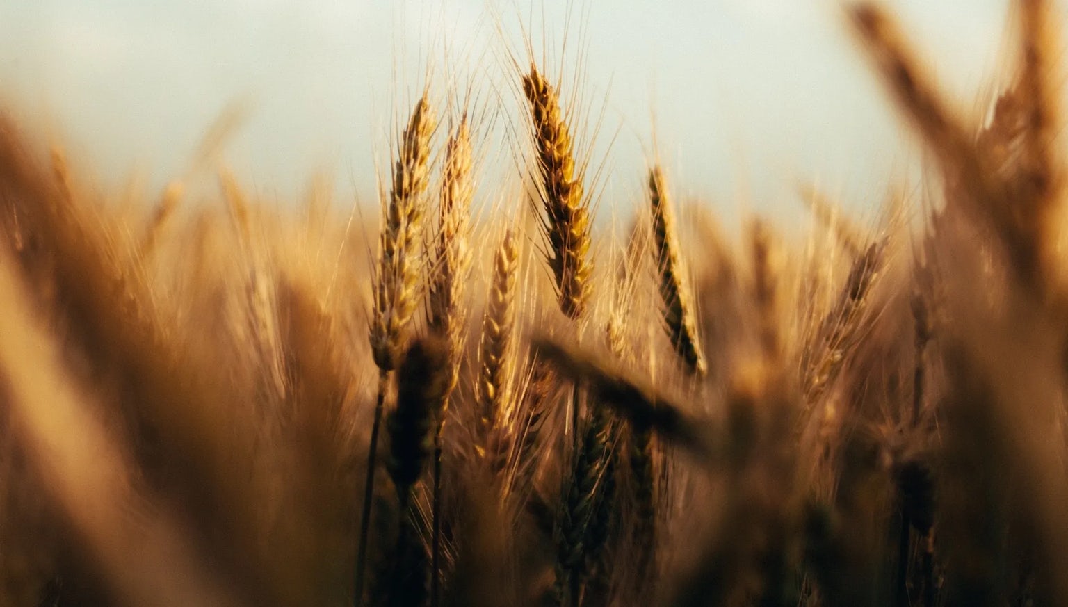 Wheat filed at sunset, close up on the ears of wheat