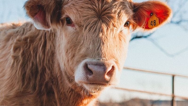 A bull stares directly at the camera through a farm gate